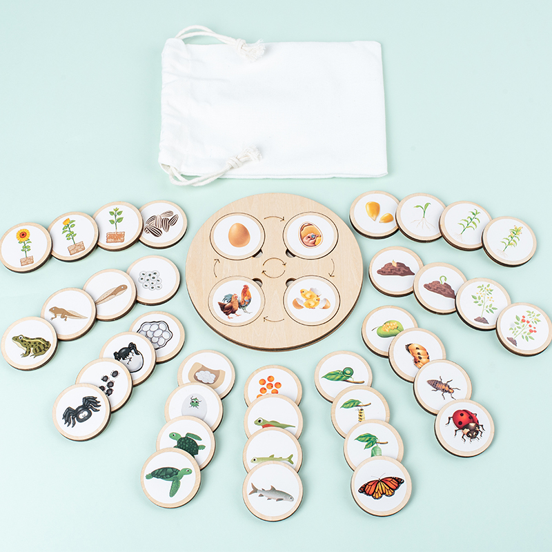 Montessori Shelf Toy - Life Cycle Board Montessori Kit ชีววิทยาวิทยาศาสตร์การศึกษาสําหรับเด็ก