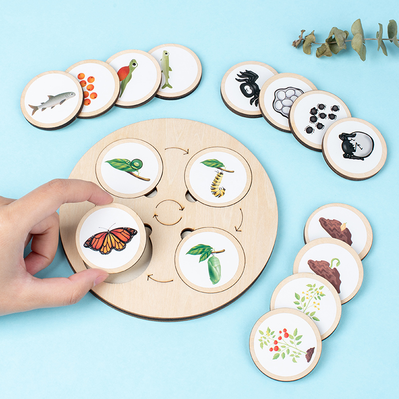 Life Cycle Board Montessori Ki - Montessori Shelf Toy บทวิจารณ์และราคา